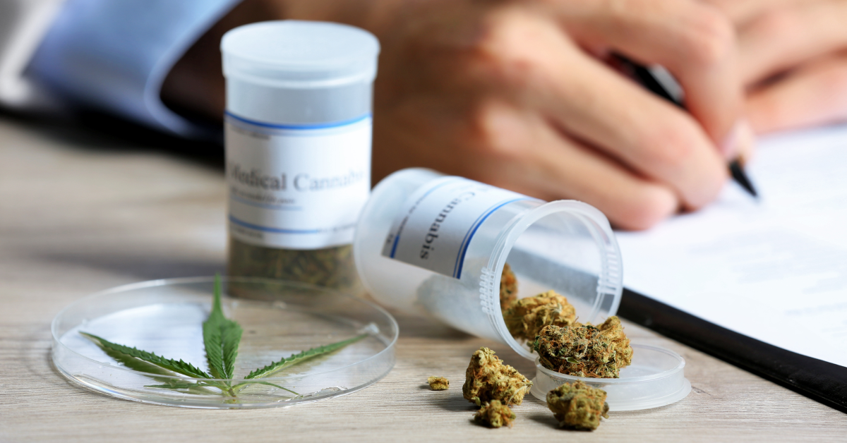 Medizinische Cannabis Knospen liegen neben einem Hanfblatt in Petri Schale auf einem Tisch.