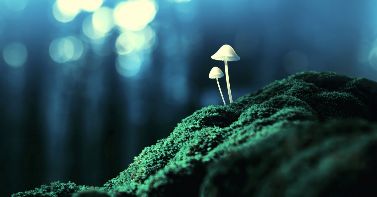 AMBOSS Medizin Blog Mit Pilzen aus der Depression?