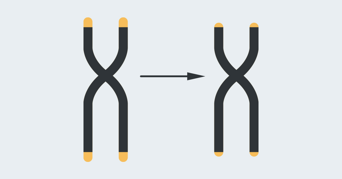 Zwei X-Chromosome vor grauem Hintergrund.