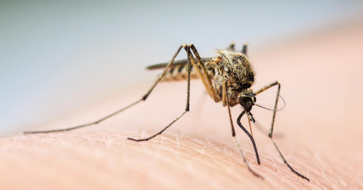 A mosquito sitting on human skin, ready to take blood.
